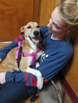 Illustration de l'article : Une chienne, retrouvée avec la peau sur les os au bord de la route, a choisi d'accorder sa confiance à ses sauveteurs