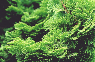 Illustration de l'article : 20 noms pour chiens directement inspirés de la nature