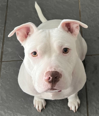 Illustration de l'article : Après avoir été blessée par balle, cette chienne réapprend à faire confiance aux humains 