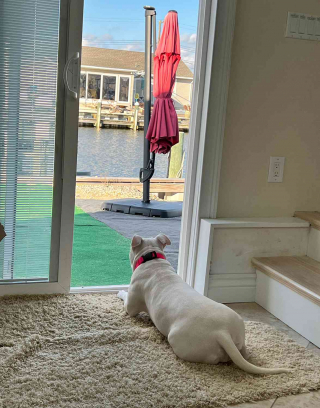 Illustration de l'article : Après avoir été blessée par balle, cette chienne réapprend à faire confiance aux humains 