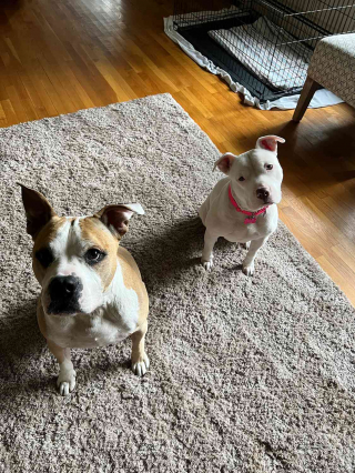 Illustration de l'article : Après avoir été blessée par balle, cette chienne réapprend à faire confiance aux humains 