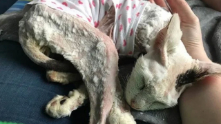 Illustration de l'article : Après 11 mois de disparition, ce chat refait surface, mais sa vie ne tient qu’à un fil