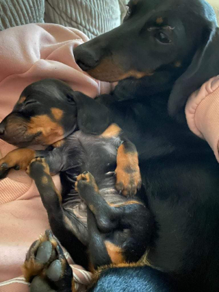 Illustration de l'article : Jeté dans la nature à cause de ses problèmes de santé, ce chiot retrouvé dans un sac se bat pour la vie