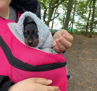 Illustration de l'article : Jeté dans la nature à cause de ses problèmes de santé, ce chiot retrouvé dans un sac se bat pour la vie