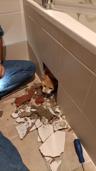 Illustration de l'article : Un chat disparaît de la maison après des travaux et sa maîtresse réalise qu’il a été emmuré par les ouvriers