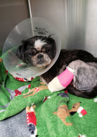 Illustration de l'article : La négligence d’un maître a entraîné l’amputation des pattes arrière de Chloe, qui réapprend à vivre avec des prothèses