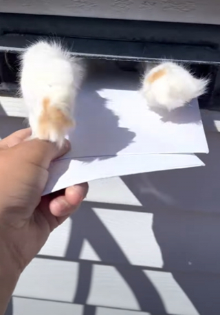 Illustration de l'article : Le facteur ne peut déposer le courrier sans que ce chat intervienne pour lui bloquer le passage avec sa patte (vidéo)