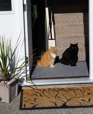Illustration de l'article : 20 photos de chiens et de chats vus dans des situations nécessitant quelques explications de leur part