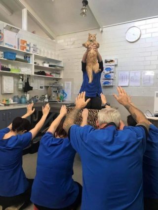 Illustration de l'article : 20 photos de chiens et de chats vus dans des situations nécessitant quelques explications de leur part