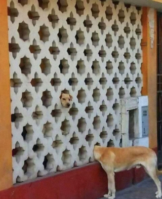 Illustration de l'article : 20 photos de chiens et de chats vus dans des situations nécessitant quelques explications de leur part