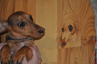 Illustration de l'article : 20 photos de chiens et de chats vus dans des situations nécessitant quelques explications de leur part