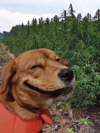 Illustration de l'article : 20 photos de chiens et de chats vus dans des situations nécessitant quelques explications de leur part