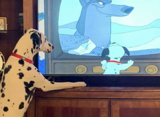 Illustration de l'article : 20 photos de chiens et de chats vus dans des situations nécessitant quelques explications de leur part