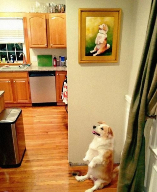 Illustration de l'article : 20 photos de chiens et de chats vus dans des situations nécessitant quelques explications de leur part