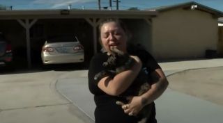 Illustration de l'article : Une chatte aventureuse escalade un poteau électrique et se retrouve coincée à son sommet