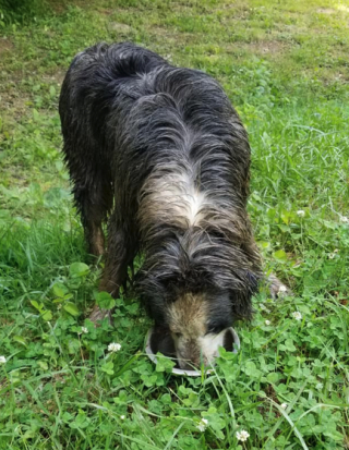 Illustration de l'article : Une chienne héroïque conduit sa maîtresse jusqu'à sa sœur, coincée entre deux rochers