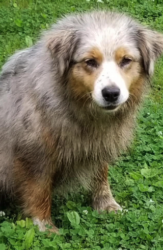 Illustration de l'article : Une chienne héroïque conduit sa maîtresse jusqu'à sa sœur, coincée entre deux rochers