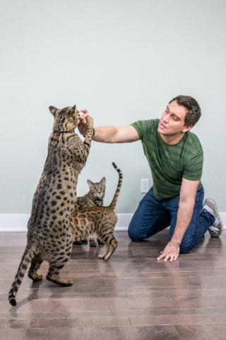 Illustration de l'article : Ce chat a une particularité impressionnante et est même entré au Livre Guinness des records !