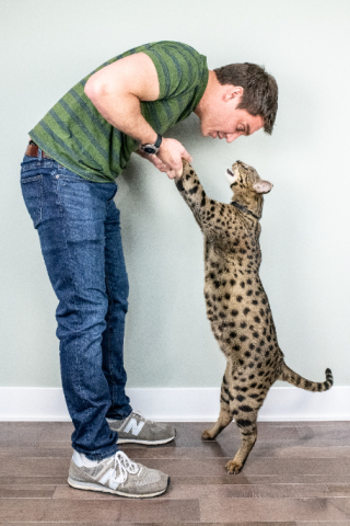 Illustration de l'article : Ce chat a une particularité impressionnante et est même entré au Livre Guinness des records !