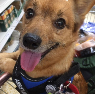 Illustration de l'article : Un chien rejeté par ses anciennes familles devient le sauveur de sa nouvelle maîtresse