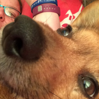 Illustration de l'article : Un chien rejeté par ses anciennes familles devient le sauveur de sa nouvelle maîtresse