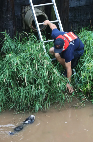 Illustration de l'article : Des pompiers viennent en aide à un chien piégé dans une rivière depuis 30 minutes (vidéo)