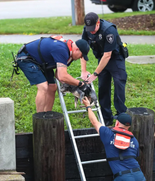 Illustration de l'article : Des pompiers viennent en aide à un chien piégé dans une rivière depuis 30 minutes (vidéo)
