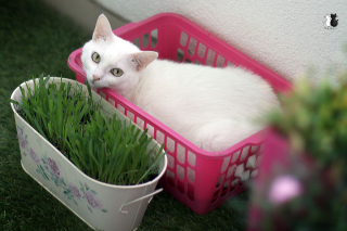 Illustration de l'article : 20 sublimes clichés d'un photographe amateur mettant en scène son chat d'un blanc éclatant
