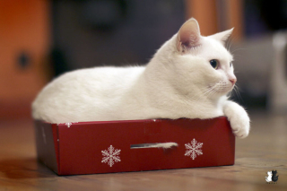 Illustration de l'article : 20 sublimes clichés d'un photographe amateur mettant en scène son chat d'un blanc éclatant