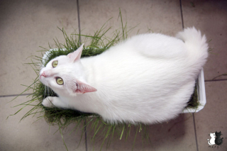 Illustration de l'article : 20 sublimes clichés d'un photographe amateur mettant en scène son chat d'un blanc éclatant