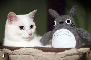 Illustration de l'article : 20 sublimes clichés d'un photographe amateur mettant en scène son chat d'un blanc éclatant