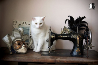 Illustration de l'article : 20 sublimes clichés d'un photographe amateur mettant en scène son chat d'un blanc éclatant