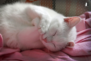 Illustration de l'article : 20 sublimes clichés d'un photographe amateur mettant en scène son chat d'un blanc éclatant