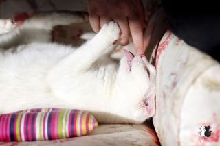 Illustration de l'article : 20 sublimes clichés d'un photographe amateur mettant en scène son chat d'un blanc éclatant