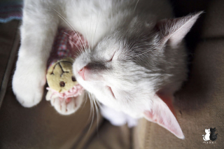 Illustration de l'article : 20 sublimes clichés d'un photographe amateur mettant en scène son chat d'un blanc éclatant