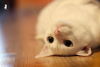 Illustration de l'article : 20 sublimes clichés d'un photographe amateur mettant en scène son chat d'un blanc éclatant