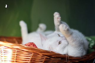 Illustration de l'article : 20 sublimes clichés d'un photographe amateur mettant en scène son chat d'un blanc éclatant