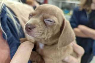 Illustration de l'article : Une riveraine retrouve 5 chiens nouveau-nés dans une caisse en plastique sur le bord de la route