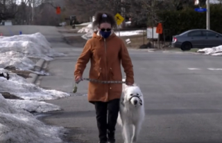 Illustration de l'article : Une chienne se met au milieu de la route et interpelle une camionnette après que sa maîtresse ait fait une crise (vidéo)