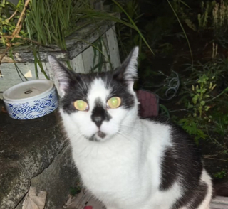 Illustration de l'article : Au fil des mois, une femme s’attache progressivement à un chat errant et souhaite lui offrir une autre vie