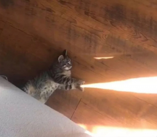 Illustration de l'article : 18 photos déroutantes et confirmant que les chats viennent d'une autre planète