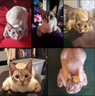 Illustration de l'article : 18 photos déroutantes et confirmant que les chats viennent d'une autre planète