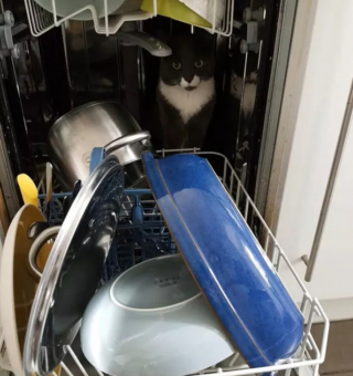 Illustration de l'article : 18 photos déroutantes et confirmant que les chats viennent d'une autre planète