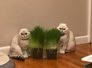 Illustration de l'article : 18 photos déroutantes et confirmant que les chats viennent d'une autre planète