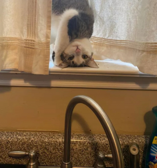 Illustration de l'article : 18 photos déroutantes et confirmant que les chats viennent d'une autre planète