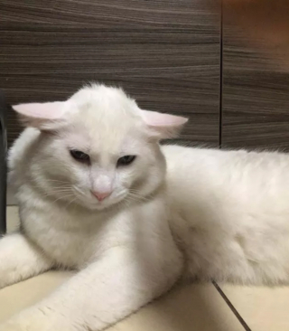Illustration de l'article : 18 photos déroutantes et confirmant que les chats viennent d'une autre planète