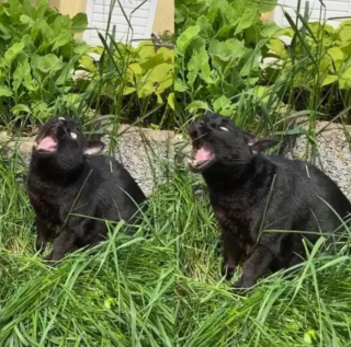 Illustration de l'article : 18 photos déroutantes et confirmant que les chats viennent d'une autre planète