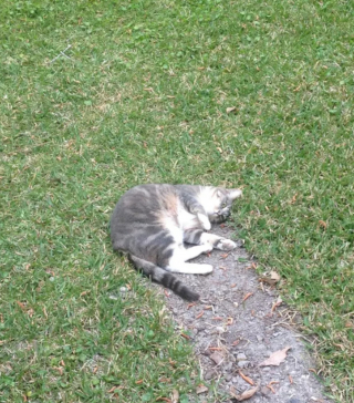 Illustration de l'article : 18 photos déroutantes et confirmant que les chats viennent d'une autre planète