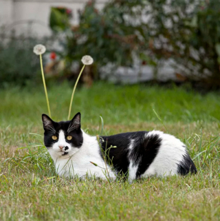 Illustration de l'article : 18 photos déroutantes et confirmant que les chats viennent d'une autre planète