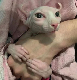 Illustration de l'article : 18 photos déroutantes et confirmant que les chats viennent d'une autre planète